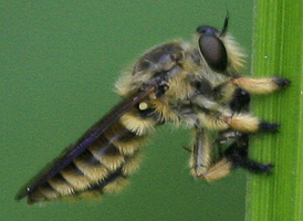 Megaphorus clausicellus